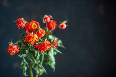 Wat is de #1 moordenaar van kamerplanten?